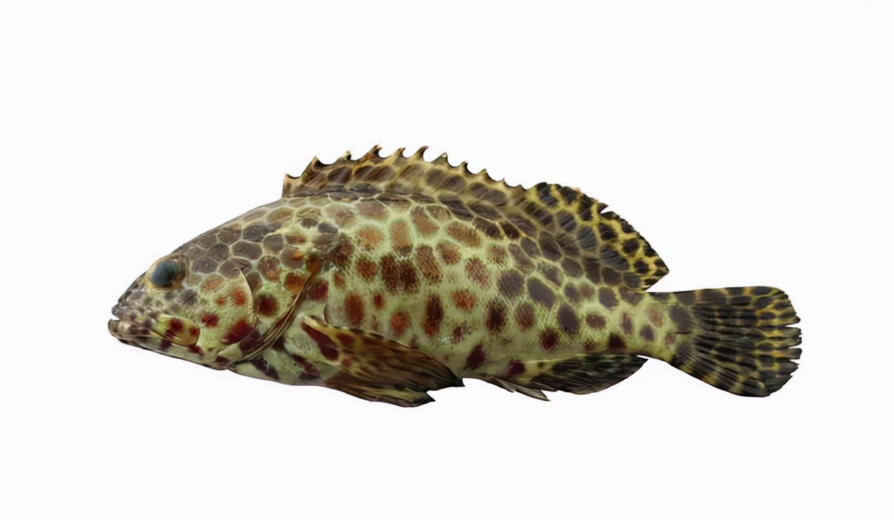 最常见的50种食用鱼吃法和价格,十种常用食用鱼类介绍