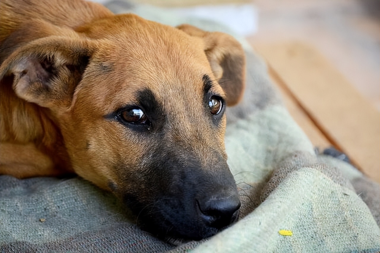 狗狗尿路感染最快解决方法,狗狗尿路感染一天洗几次