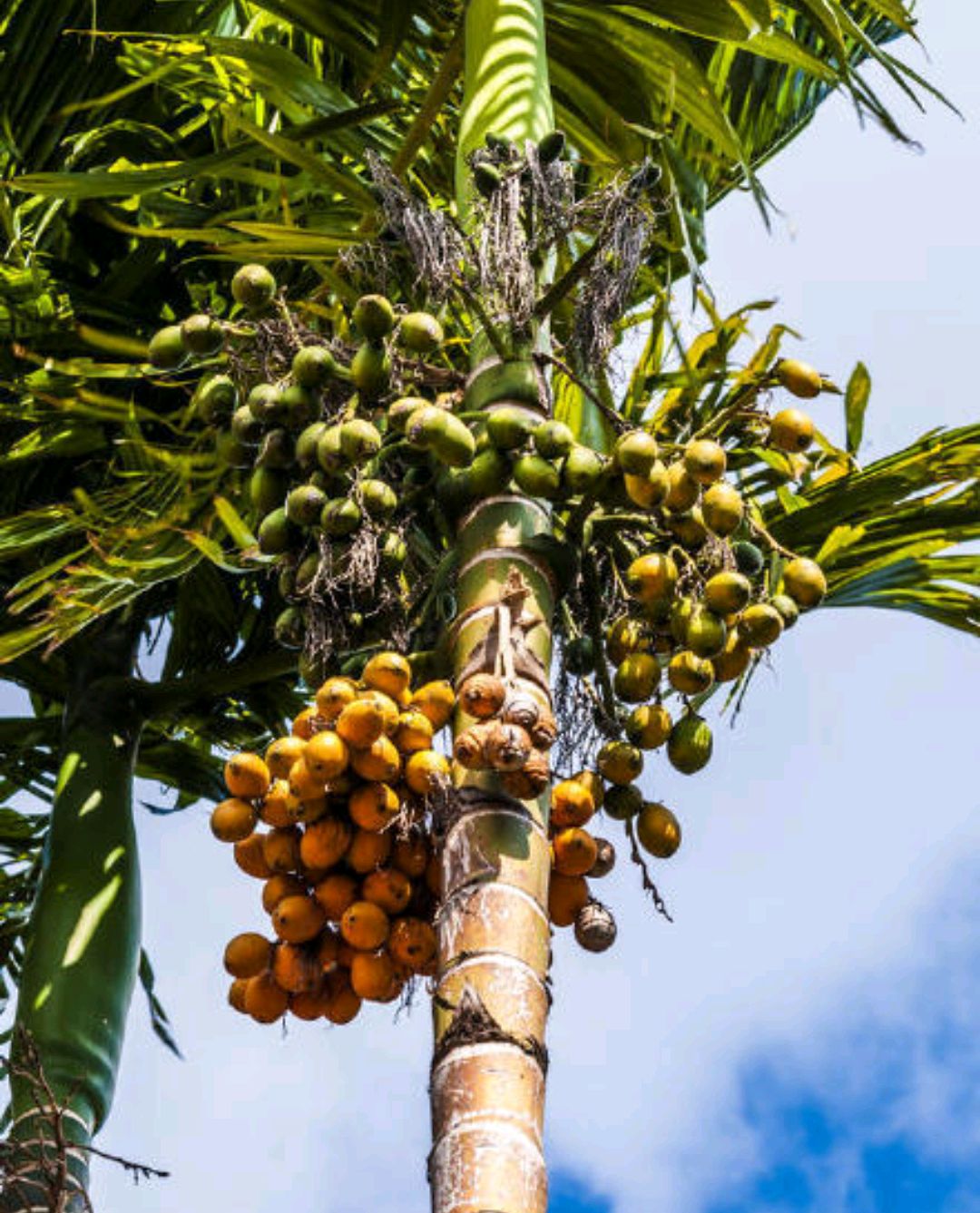 常见有毒花千万别碰,世上有毒的花和植物