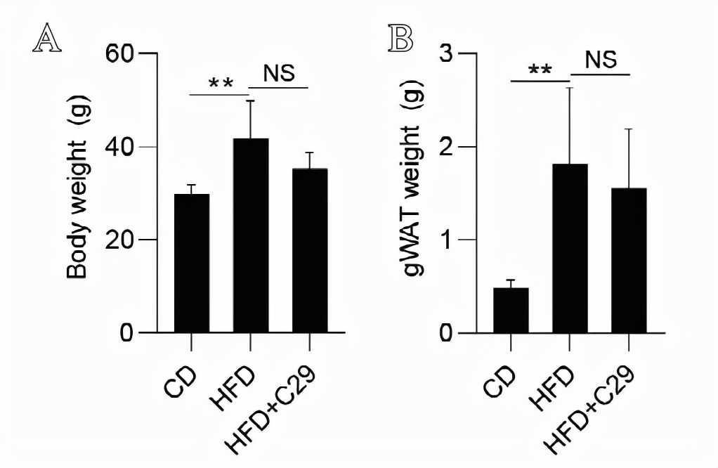 ERRα拮抗剂Compound29抑制破骨细胞改善肥胖引起的骨丢失