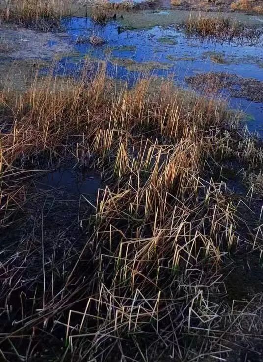 读《北方的空地》：人生才是探险，出世入世，不过一个转身