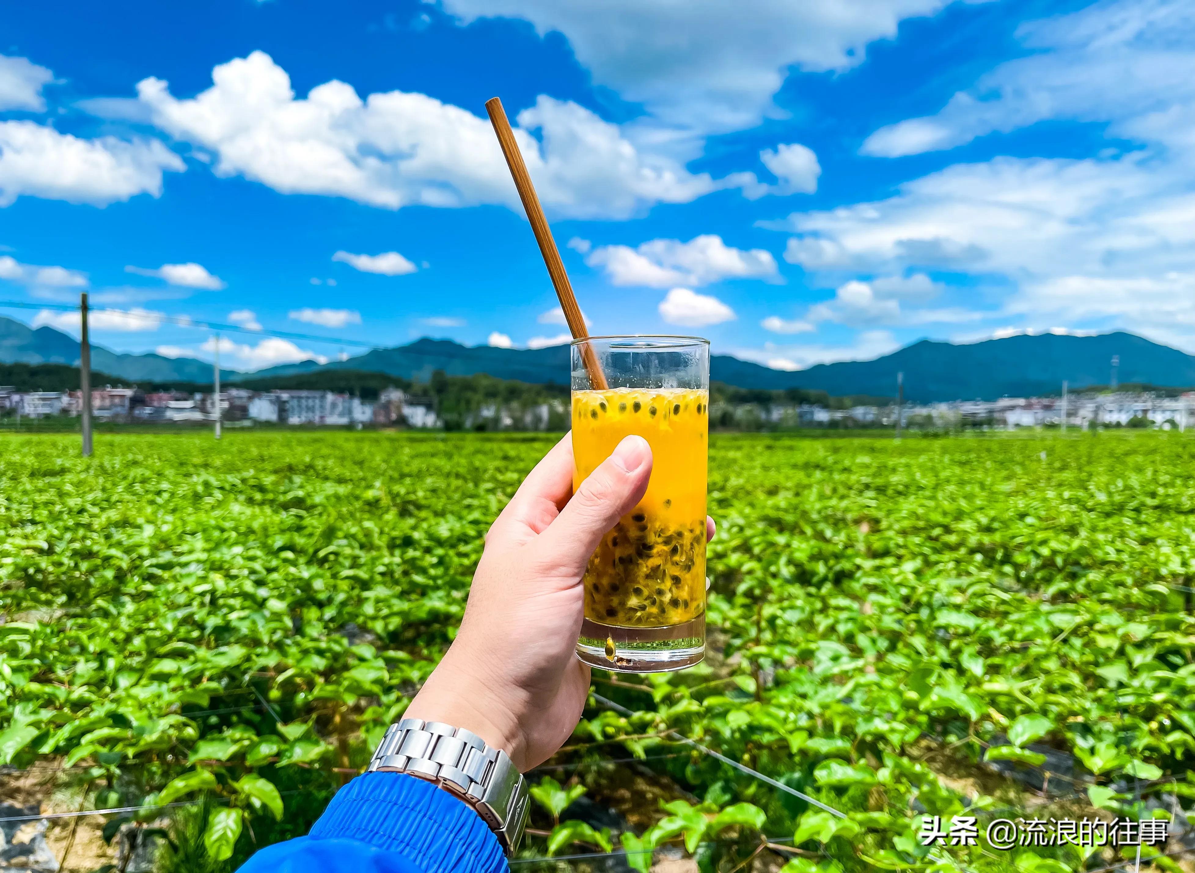 如何区分各品种的黄金百香果,黄金百香果与紫皮百香果功效