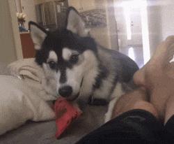 每日一笑：看多了足球比赛就没意思了，来一场不一样的比赛吧