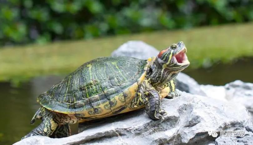 假如被乌龟咬住手指该怎么办视频,被乌龟咬住不松嘴怎么办