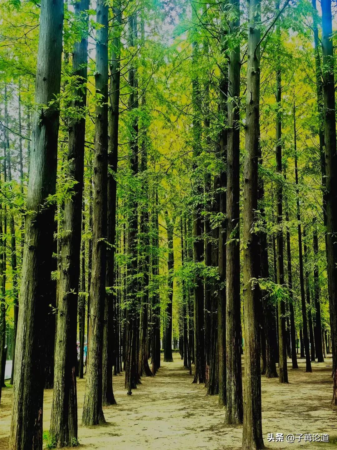 你怎么争也争不过天小视频,你怎么争都争不过天道