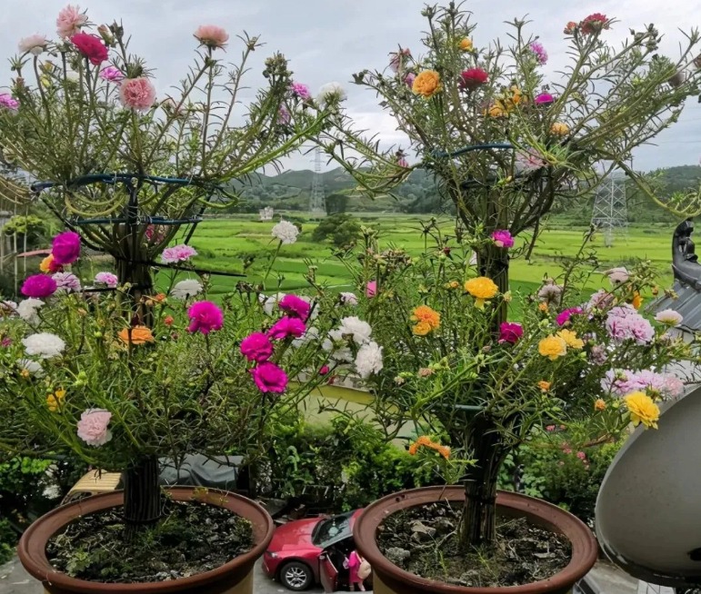 春天养什么花最漂亮也最好养,春天养什么花好看又实用