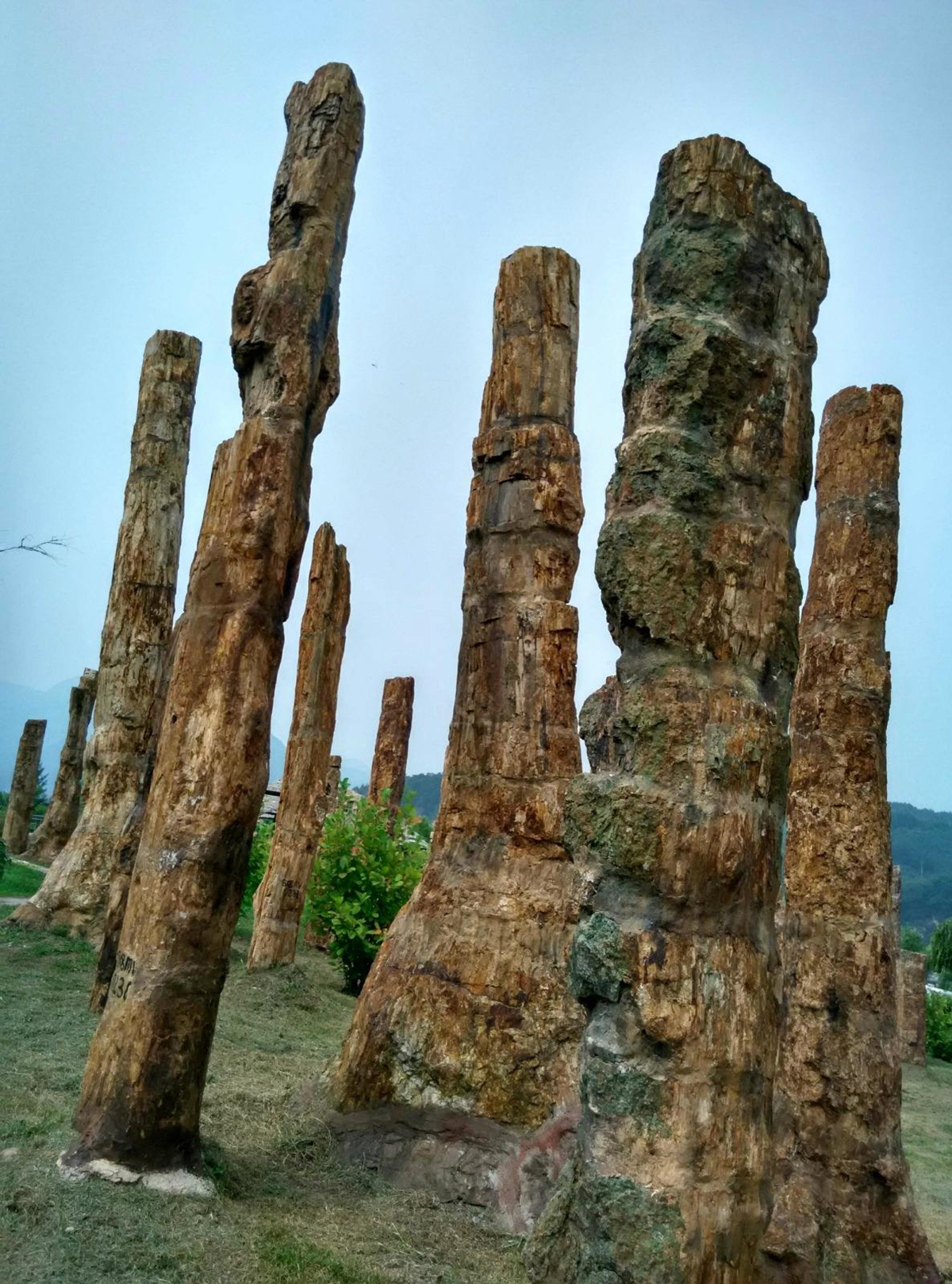 一亿年前的硅化木图片,硅化木是不是树化石