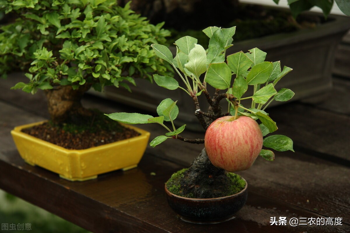 家门前种这6种树旺宅,门前种三种树旺宅招财