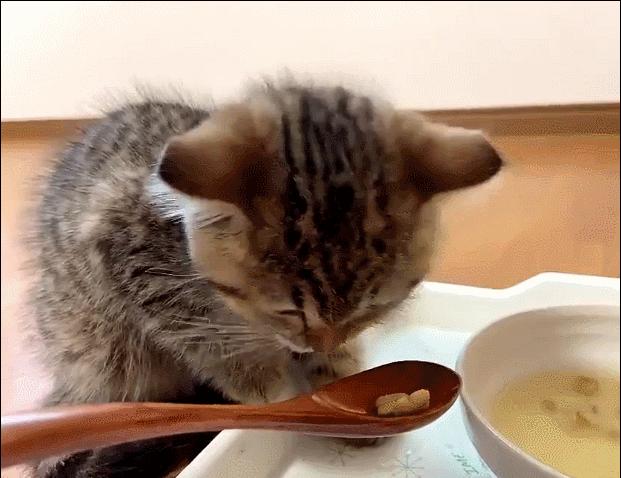 什么猫猫最好养又便宜,哪种猫猫最便宜好养