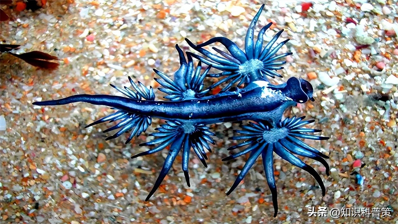 地球上有发现特别像外星人的生物,地球上的神秘巨型外星生物