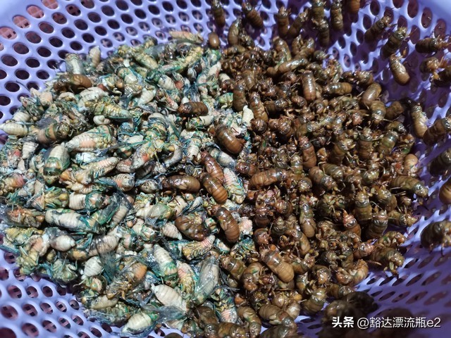 知了猴怎么吃,今年知了猴