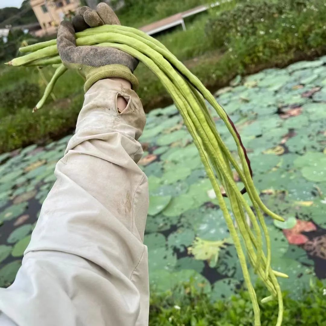 搬离城市，坐火车上班的年轻人：获得了真正的快乐！