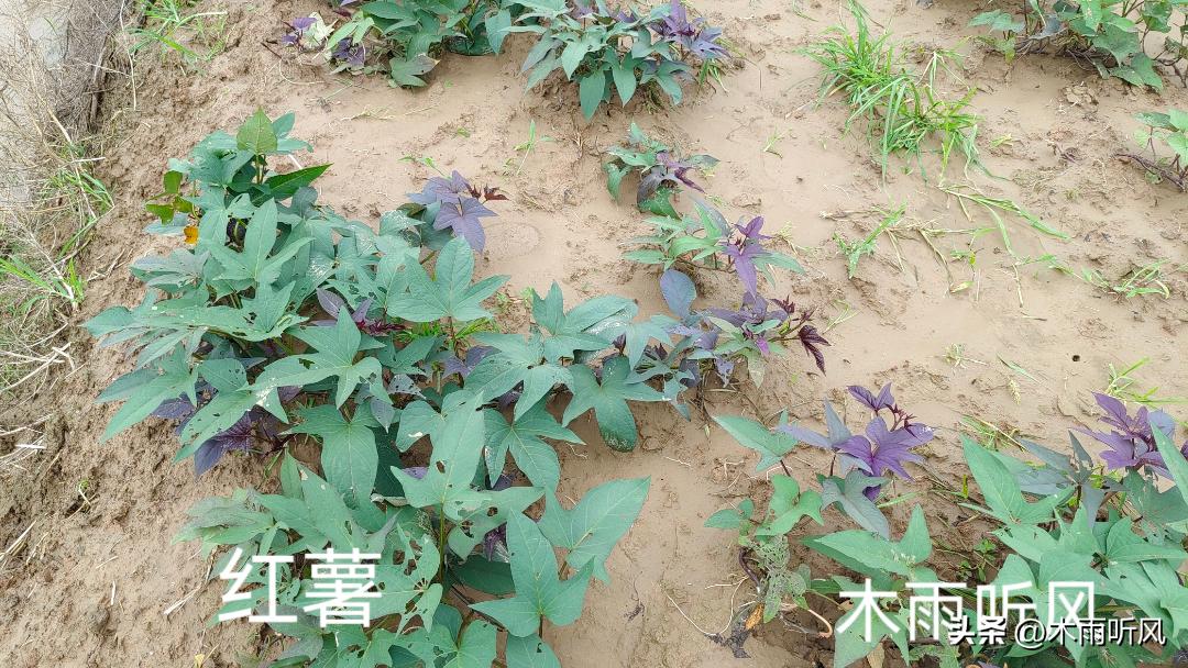 怎么种植经济效益高,怎么种植高品质农产品