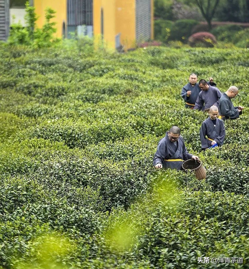 “自古名寺出名茶”，什么样的茶才能称为禅茶呢？
