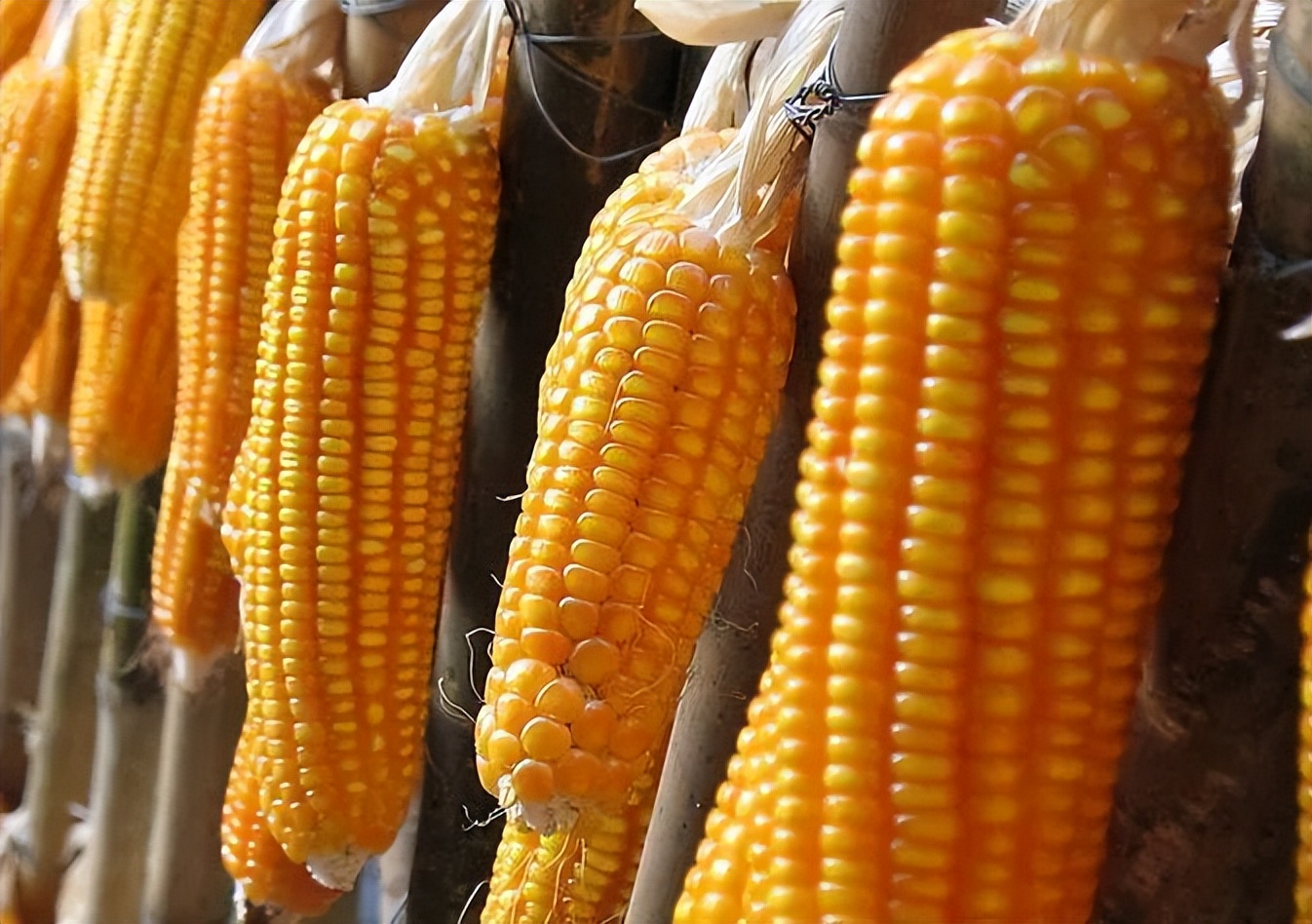 各种豆类杂粮大全,五谷杂粮中的豆类有哪些