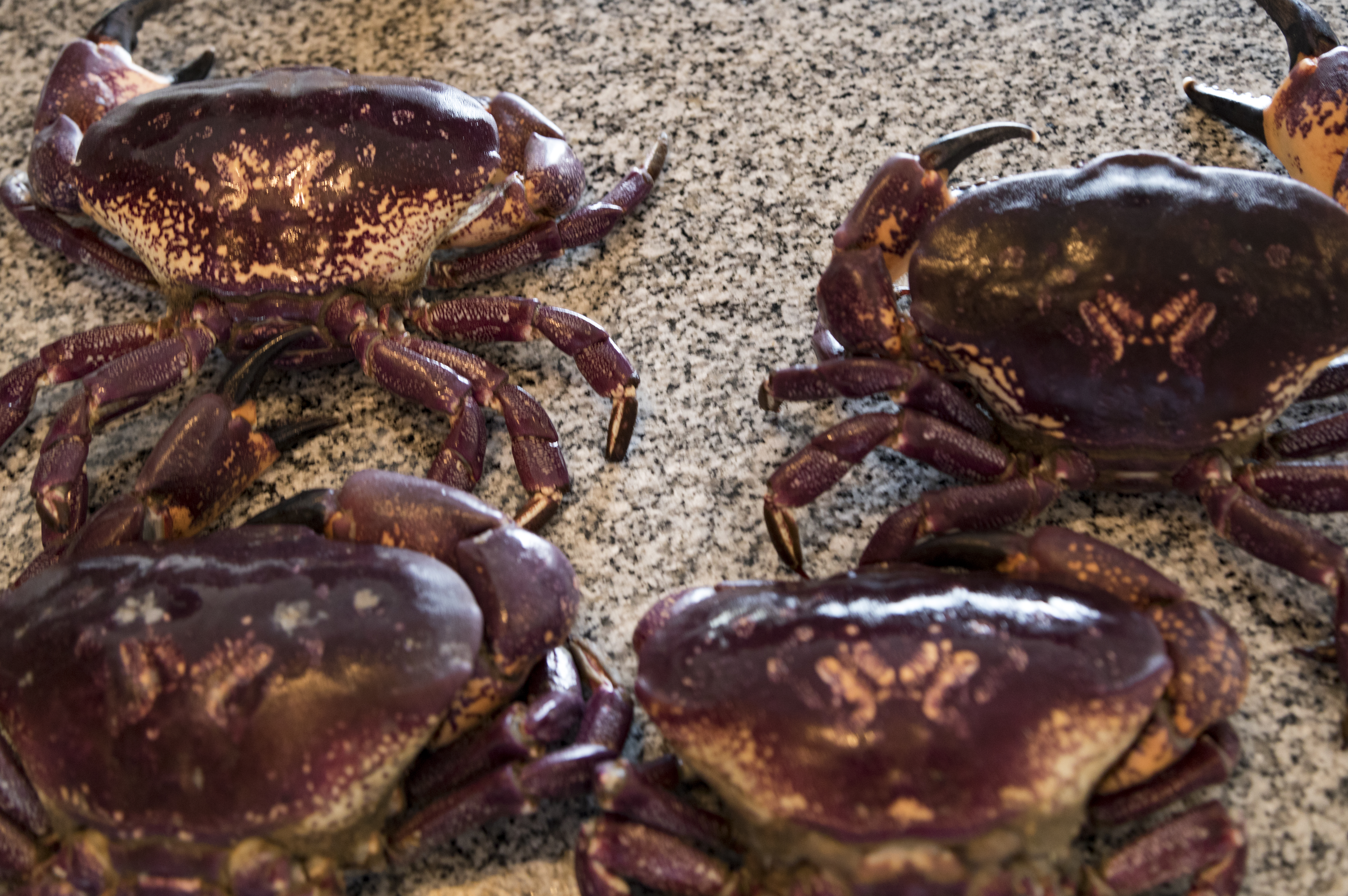 智利的海鲜便宜吗,智利海鲜市场