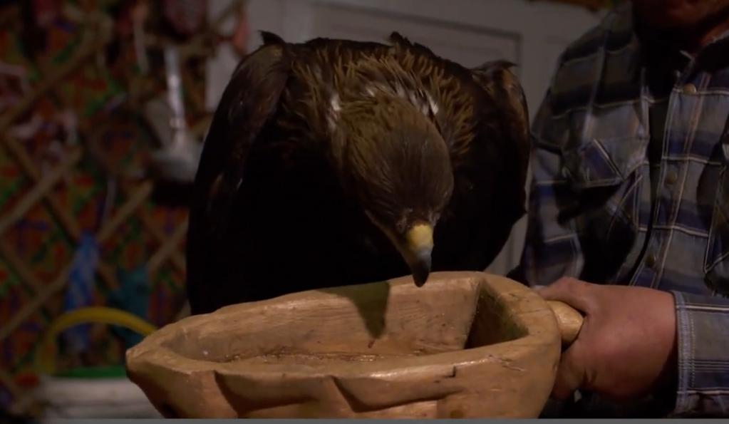 金雕击毙狼全过程,蒙古猎鹰捕狼视频