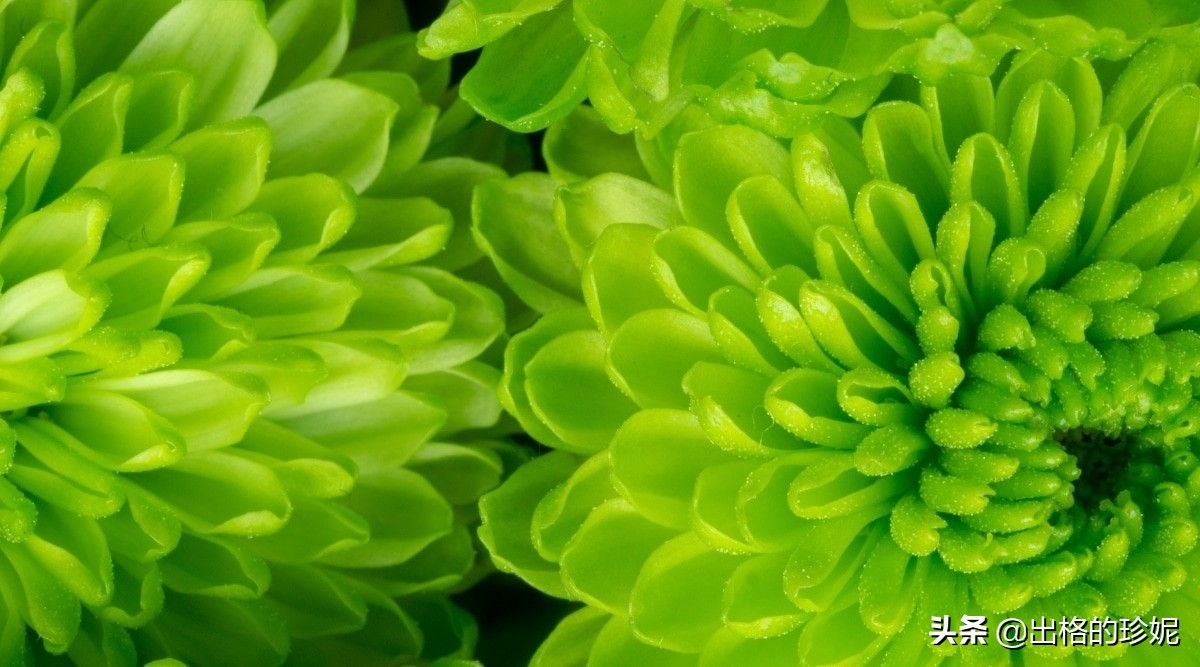 十大室内观花植物品种大全及图片,怎么区分绿色开花植物的各种类型