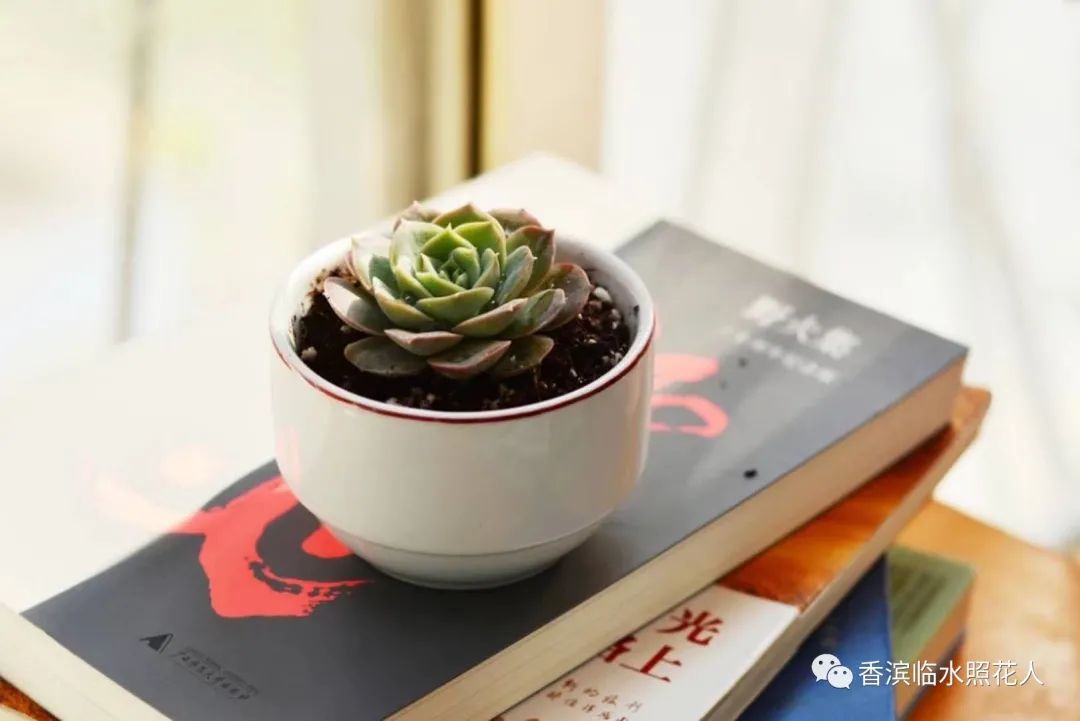 部编三年级下册习作我的植物朋友,三年级下一单元习作我的植物朋友