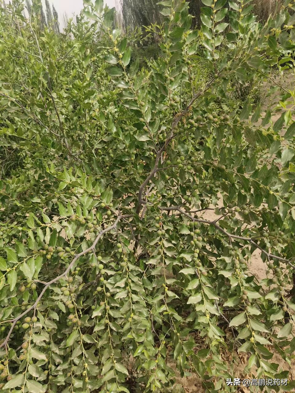 酸枣仁为什么不能大量种植,酸枣仁的种植与前景