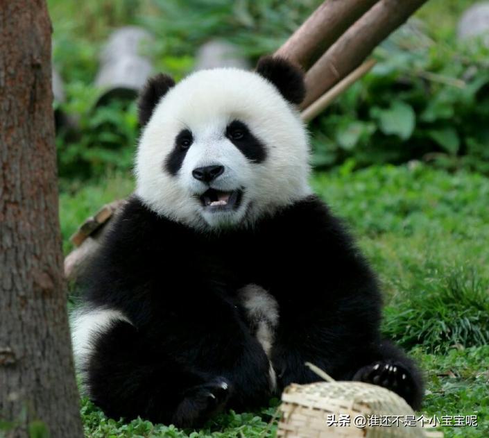大熊猫喜妹咬伤饲养员,每天认识一只大熊猫