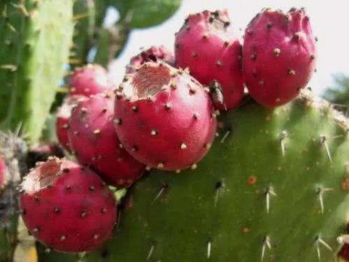 100多种罕见水果欣赏,100种罕见水果名字