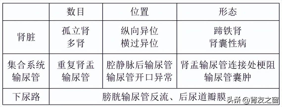 泌尿系统包括哪些器官？泌尿系统发育畸形有哪些？