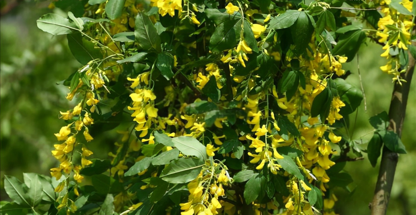 泰国国花长什么样,泰国金链花图片大全