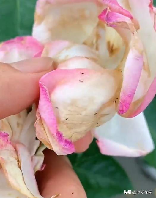 月季打药枯萎怎么办,月季出现了肥害怎么办