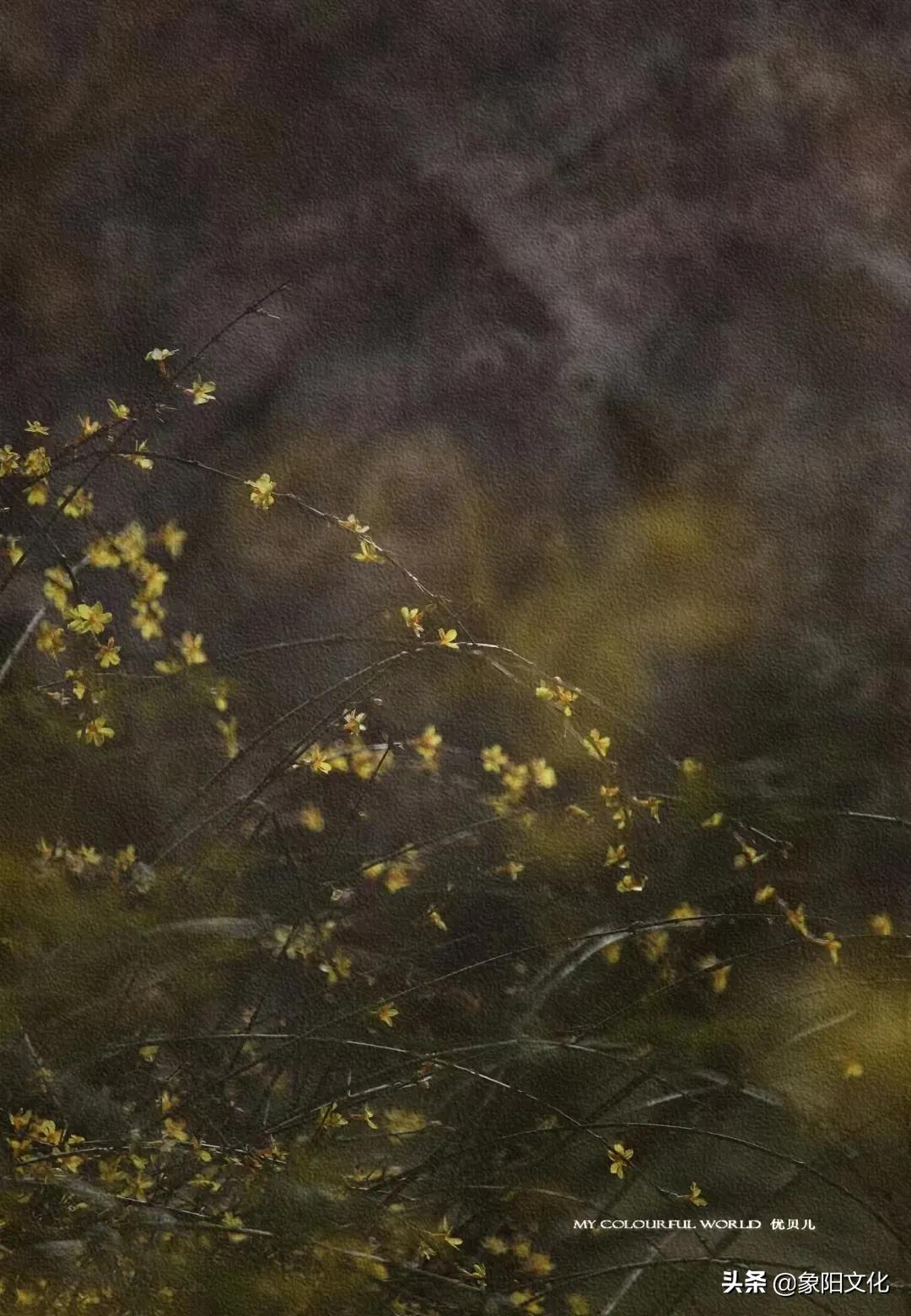 诗词/摄影鉴赏：《不负良人》《迎春花2022》《蓝海芳影》「249」