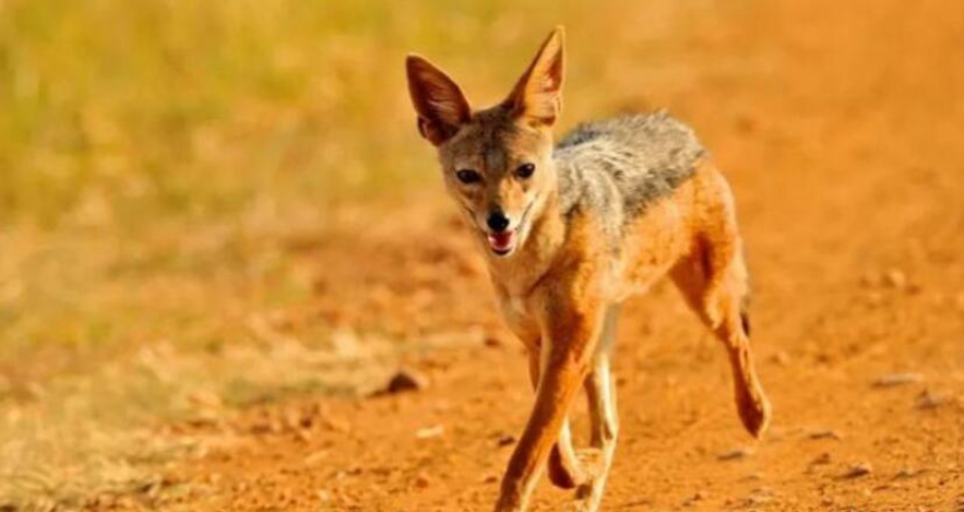 野猪的天敌都有哪些,野猪的天敌能打得过猎豹吗