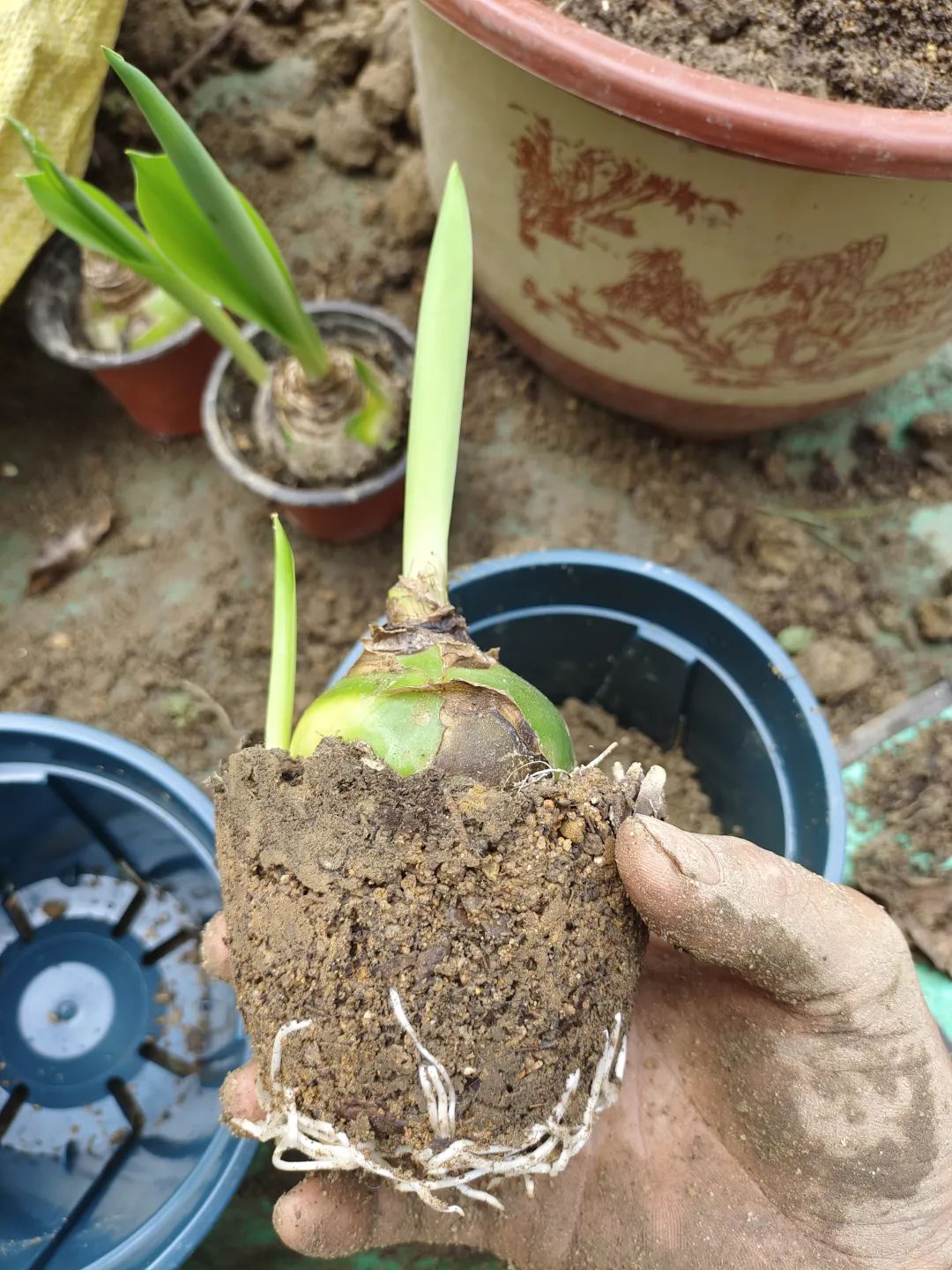 盆栽刚买回来就枯萎了怎么办,刚买的盆栽掉叶子怎么回事啊