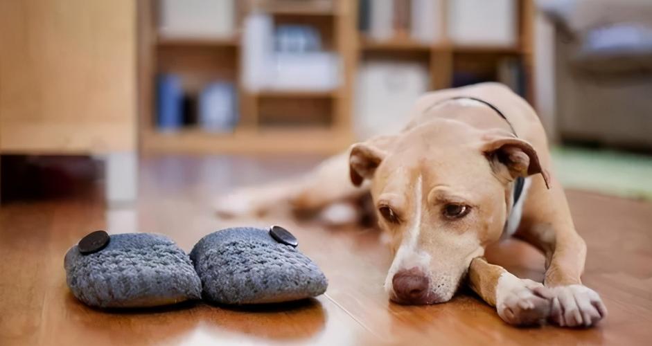 狗狗的这几种行为最容易被误解,狗狗有哪些特征说明它很委屈