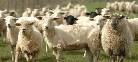 羊掉毛皮肤发红怎么回事,羊身上掉毛溃烂是怎么回事