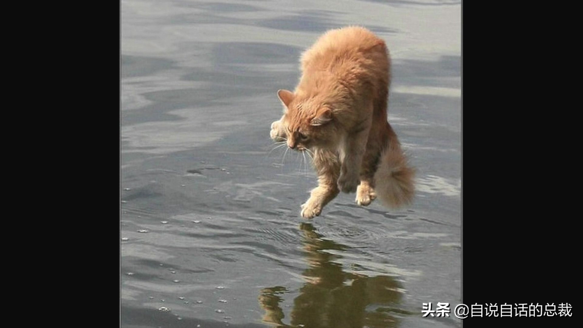 液体猫是真的吗,为什么都说猫咪是液体猫