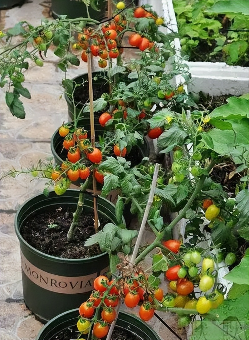 阳台种菜的方法和技巧大全集,阳台种菜的方式和技巧