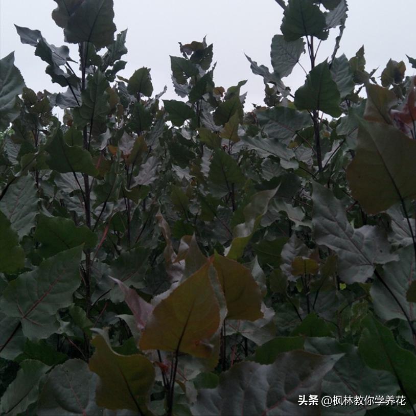 好培养的红叶树,适合室内种植的红叶树