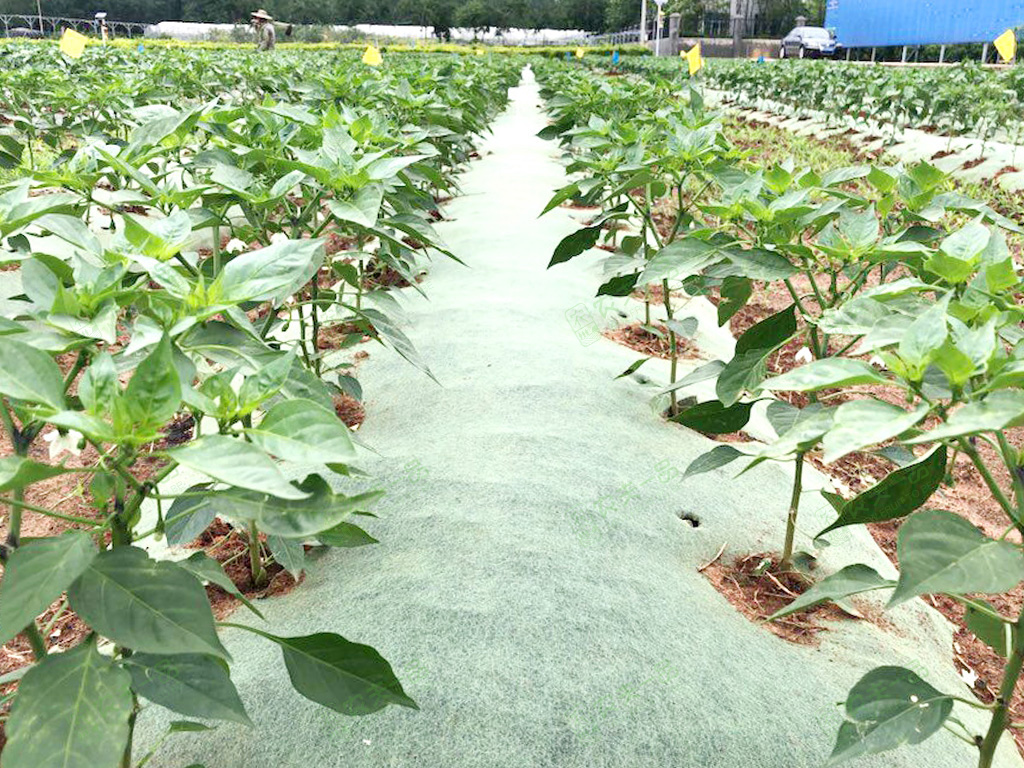 大棚很多杂草很高怎么处理,夏天杂草疯长怎么办