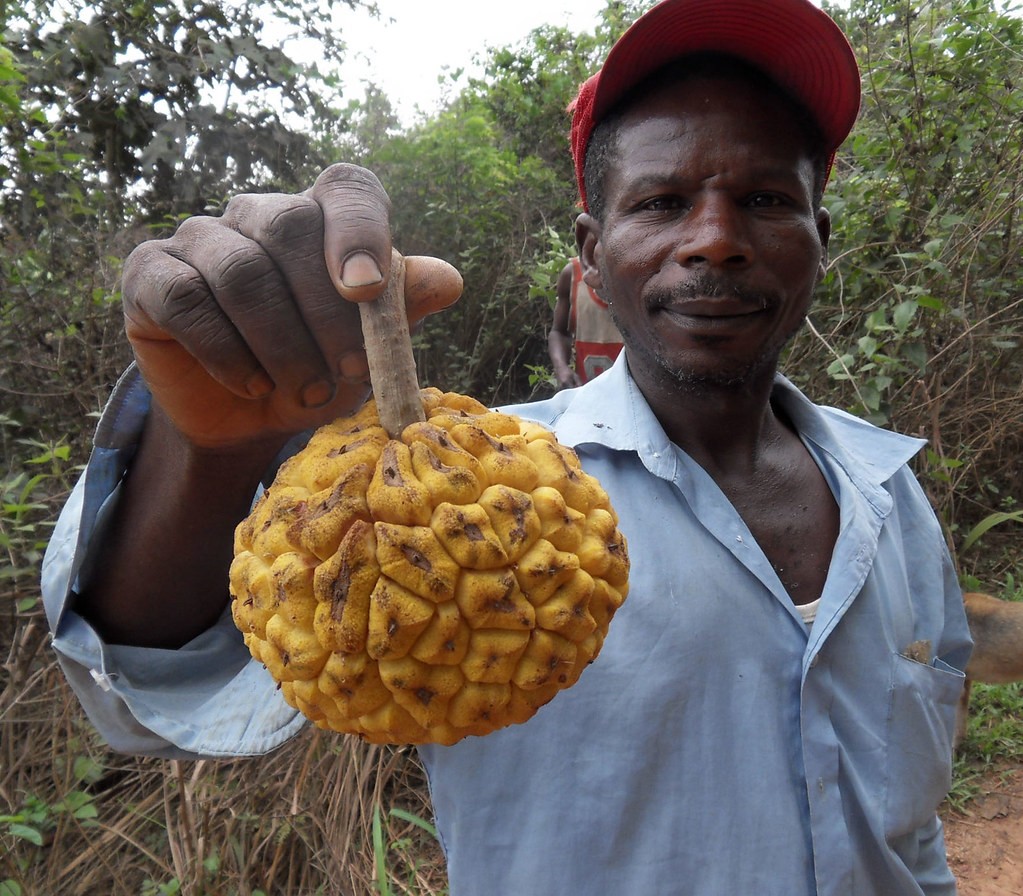 “藤黄果”、“猴果”…近20种你不知道的非洲雄鹰喀麦隆水果