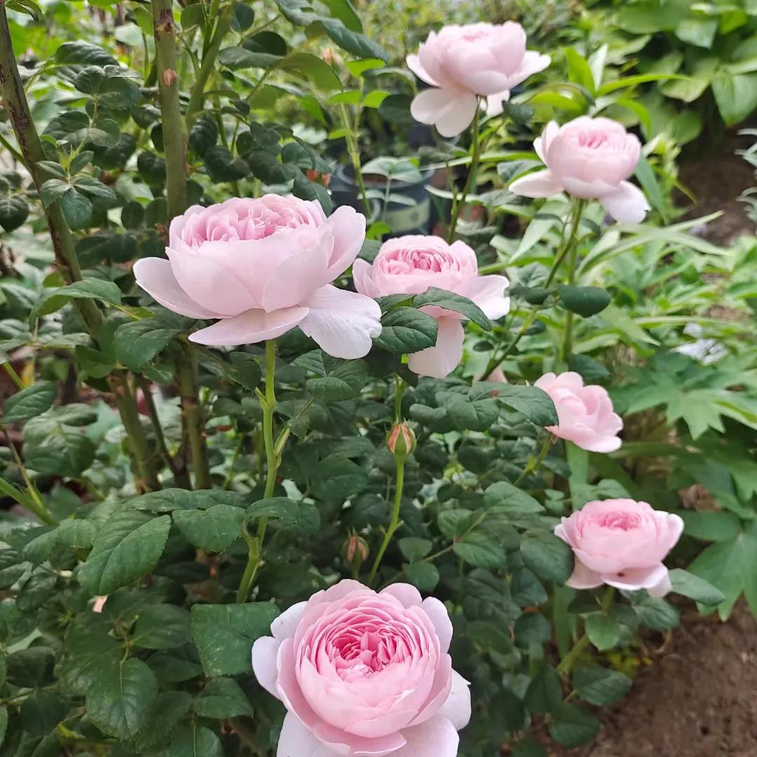 五菱缤果2024价格,五菱缤果落地价是多少