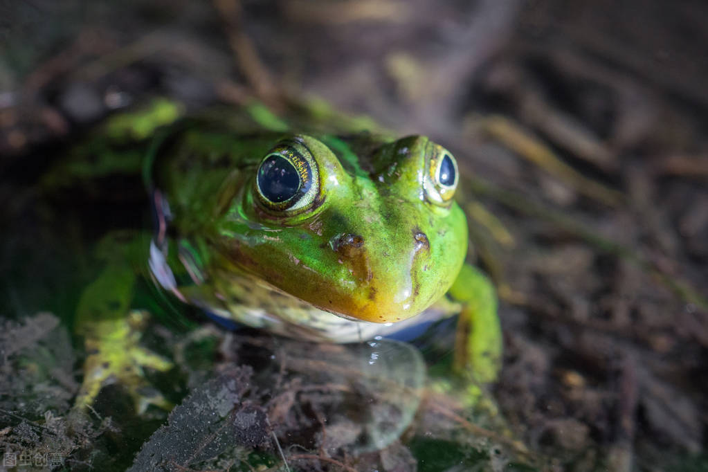 两岁读诗出口成章（天才养成计划之一）