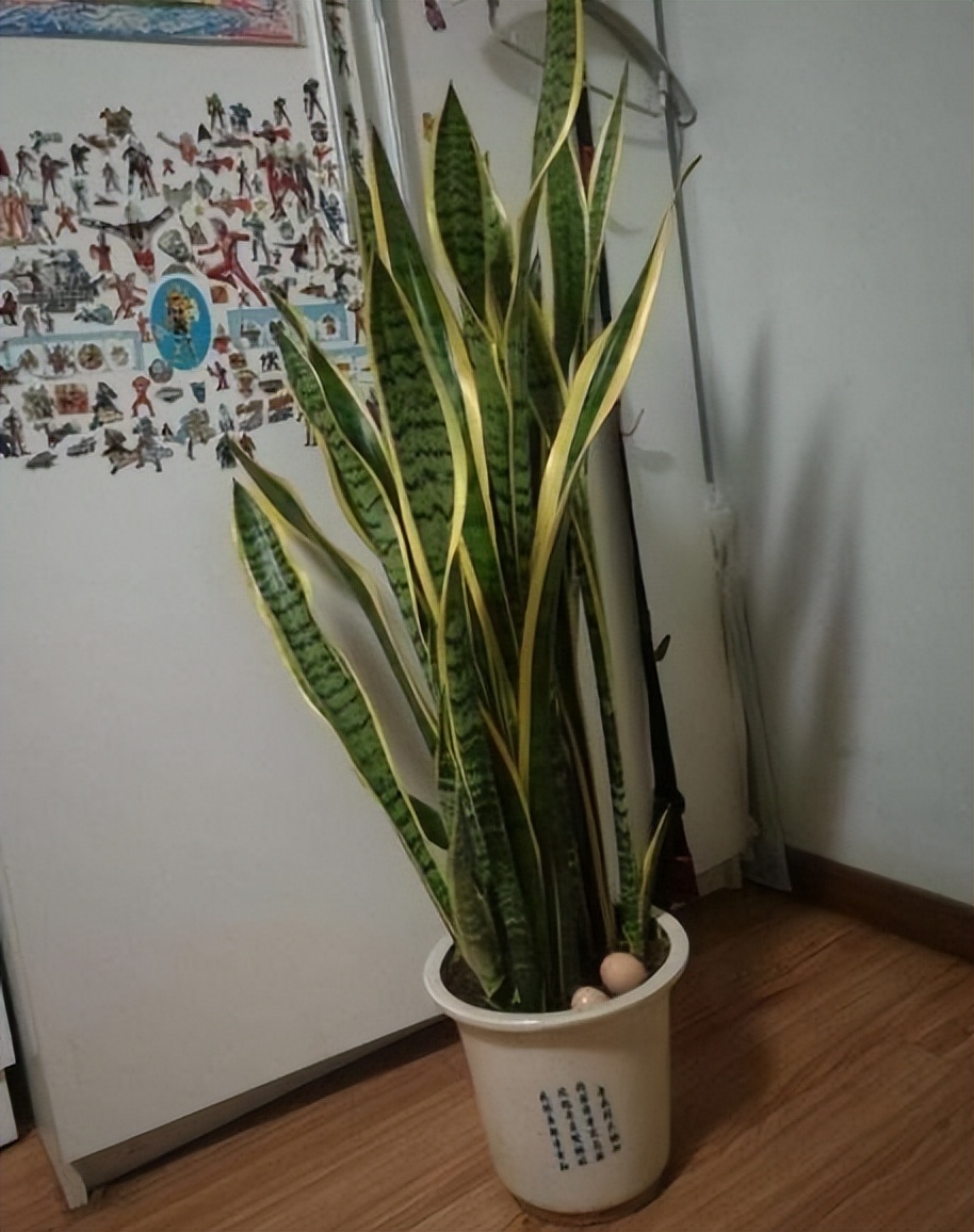 养时间长的绿萝还能吸甲醛吗,绿萝吸收甲醛怎么样才能养活