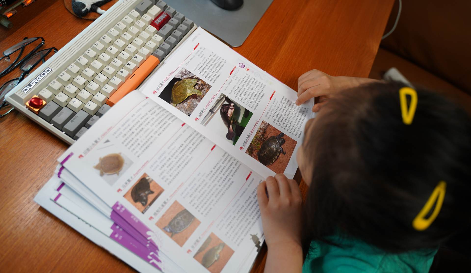 爬行动物世界动物园,世界爬行动物图鉴最新