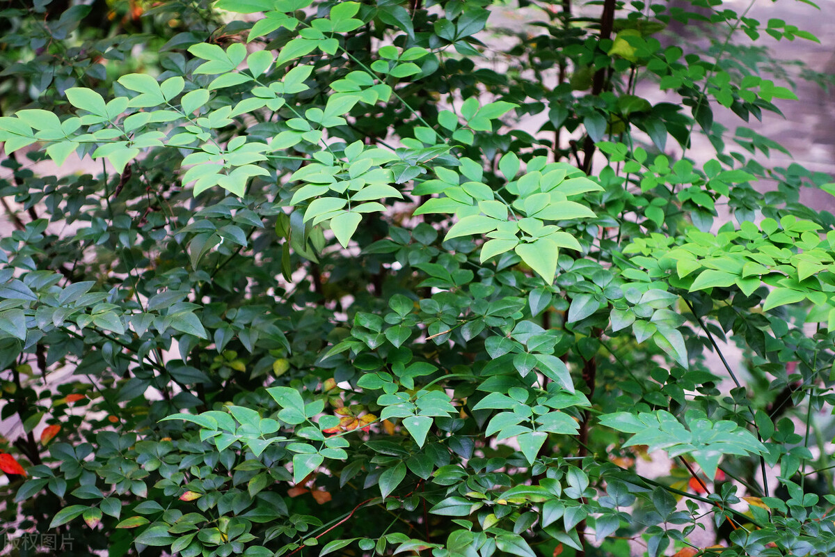 养不死的绿植,懒人养不死耐寒耐旱的绿植