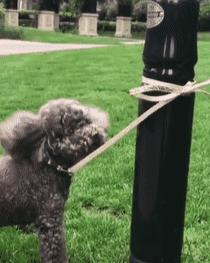 泰迪不建议养的原因,泰迪皮肤有黑色斑点什么原因