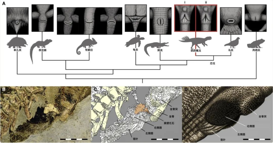 各类动物的排泄,各种动物的排泄物有哪些