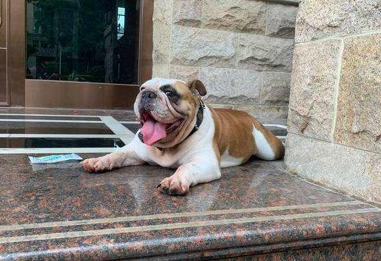 英国斗牛犬起皮屑怎么办,英国斗牛犬为什么掉毛