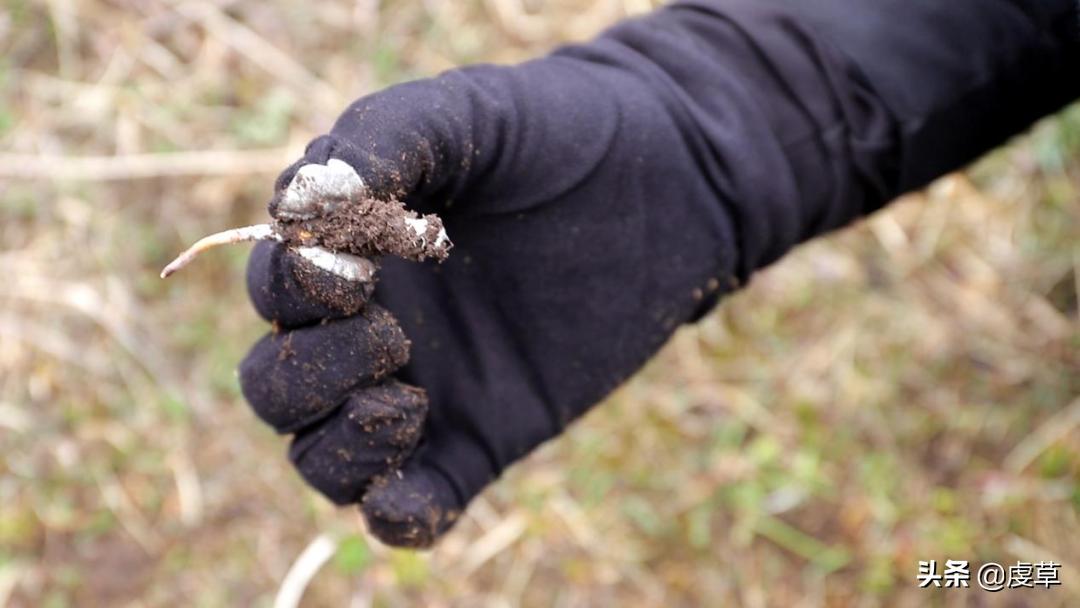 鲜虫草正当季,鲜虫草采收