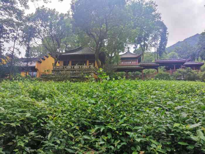 杭州6大品茶佳地推荐：喝完茶，心也清了
