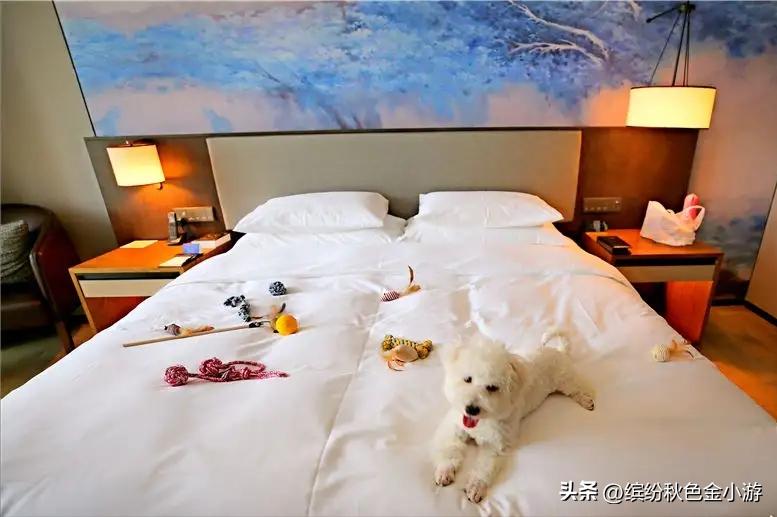 西安哪家酒店可以带宠物,带宠物酒店预订用什么软件